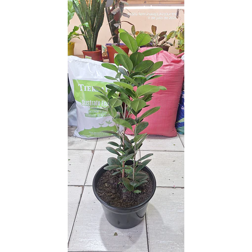 ficus monocrom