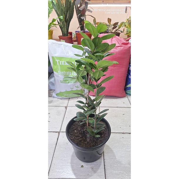 ficus monocrom