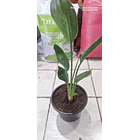 Flor del pajaro 1