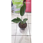 Flor del pajaro 2