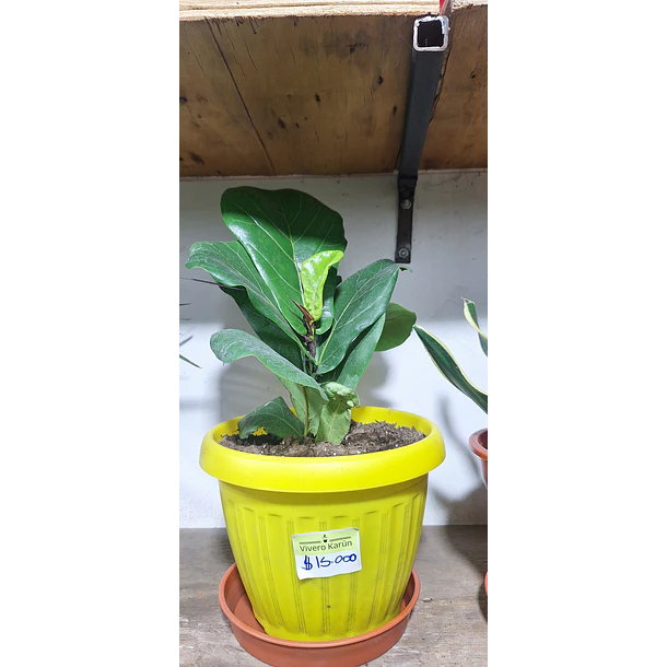 Ficus lyrata pequeño