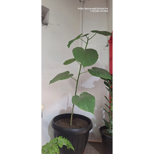 Ficus umbellata
