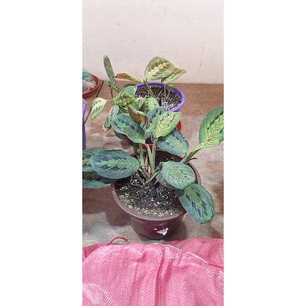 Maranta leuconera