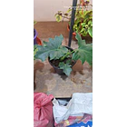 Philodendro Paraguayo 1