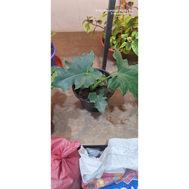 Philodendro Paraguayo 1