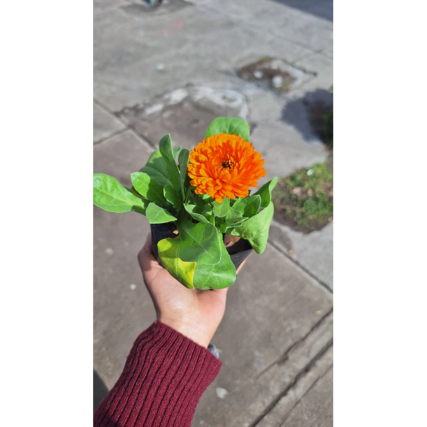 hierbas medicinales por mayor 2