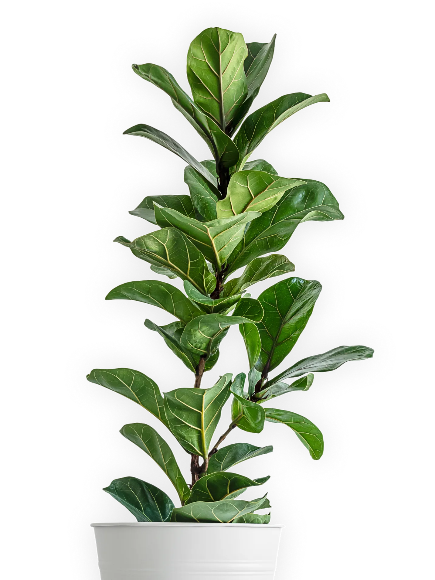 Planta Kasviplantas