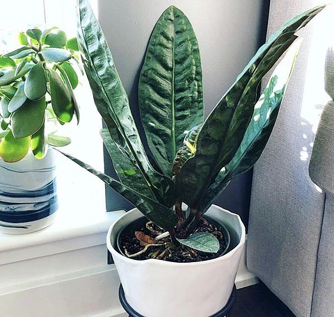 Plan Hogar Crece - Plantas medianas y grandes
