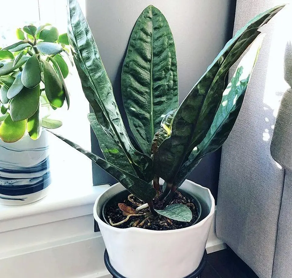 Plan Hogar Crece - Plantas medianas y grandes 1