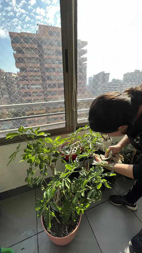 Plan Hogar Crece - Plantas medianas y grandes
