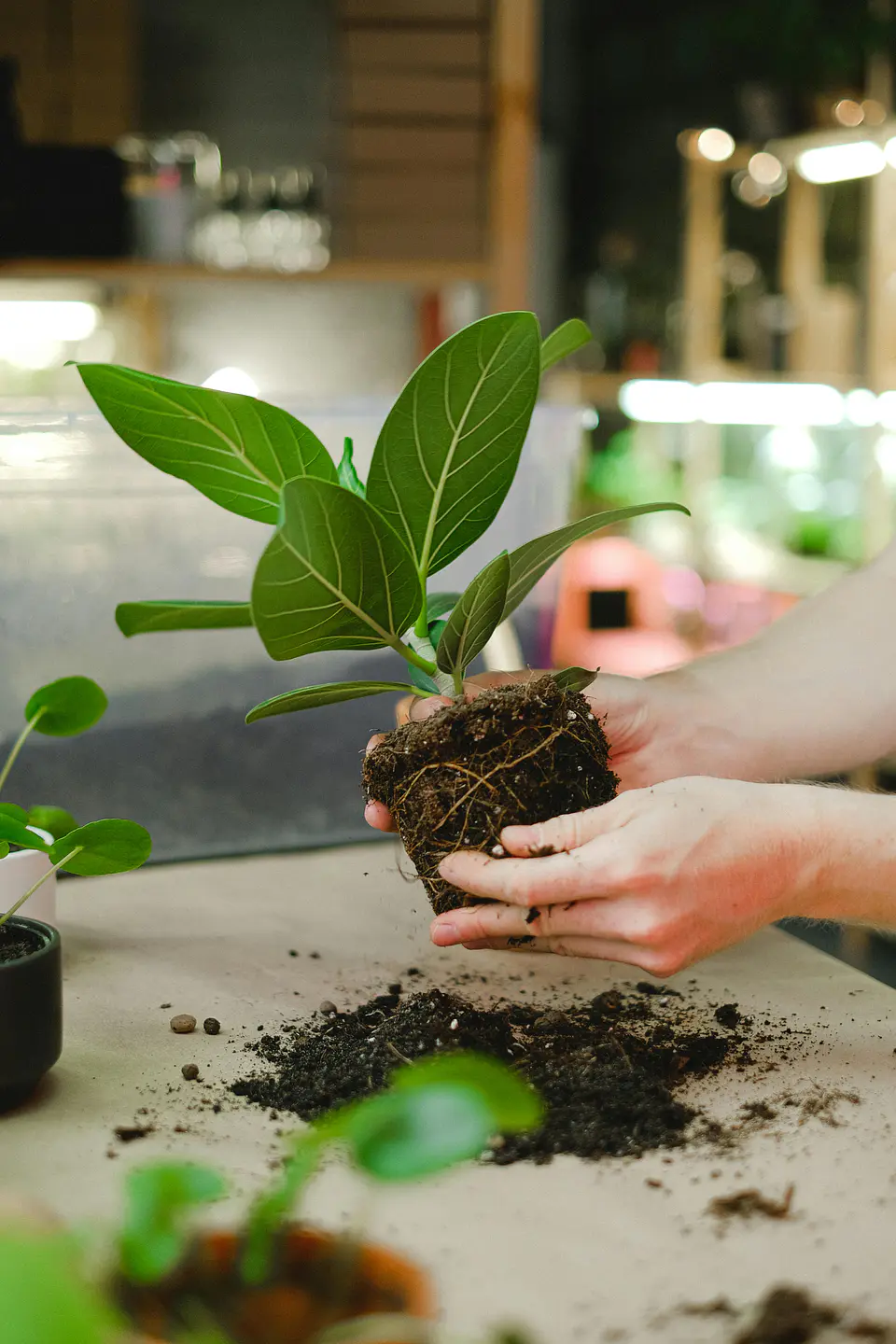 Plan Hogar Crece - Plantas medianas y grandes 3