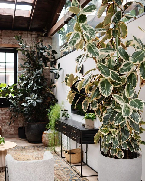 Plan Hogar Selva - Cuidado para espacios inundados en plantas