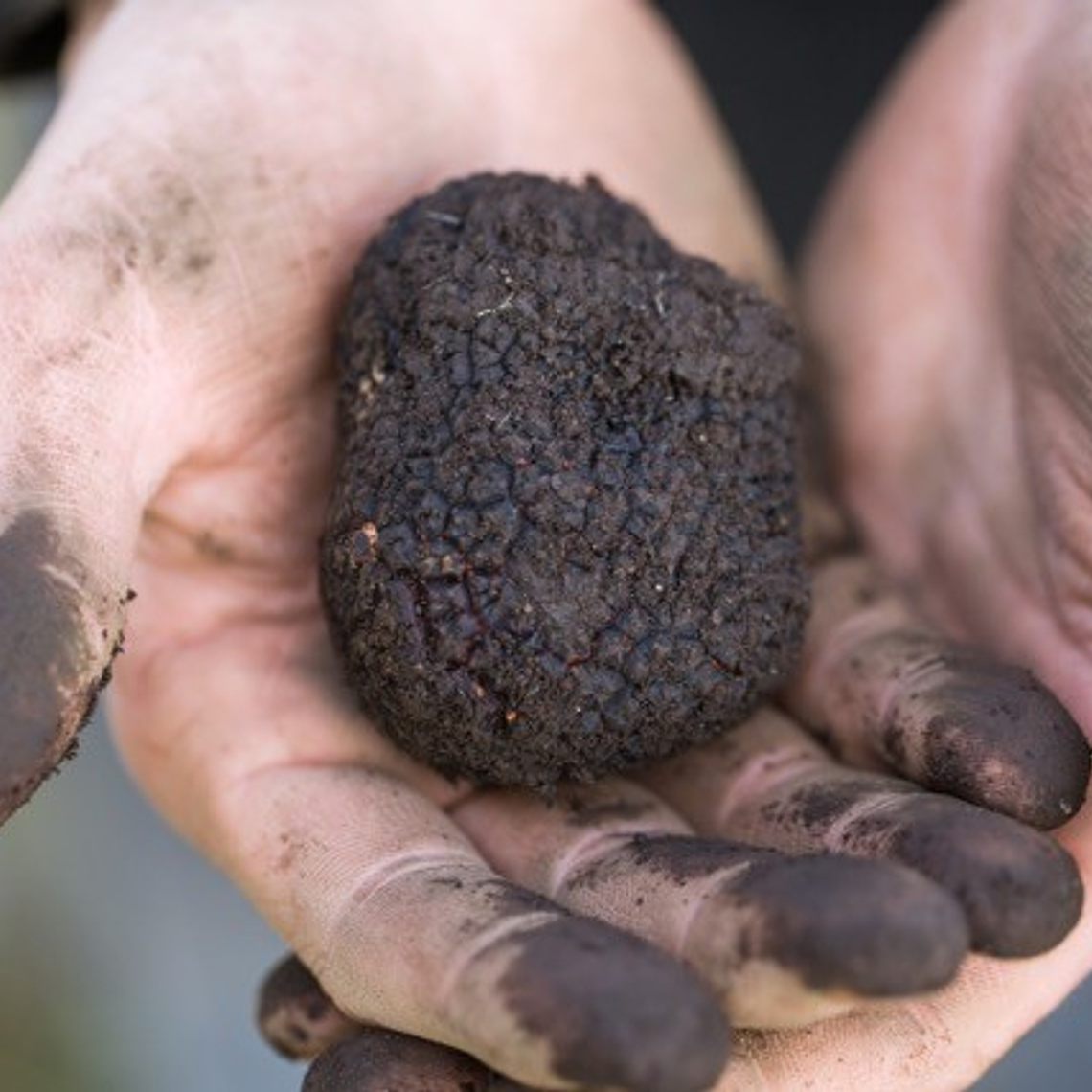 Aceite de oliva con aroma de Trufa Negra + Aceite de oliva con aroma de Trufa Blanca 9