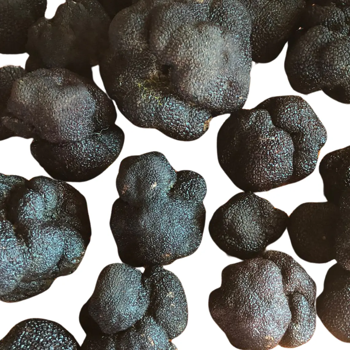  30 gr. Trufa negra Fresca (disponible JUNIO-JULIO-AGOSTO) 3