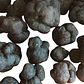  30 gr. Trufa negra Fresca (disponible JUNIO-JULIO-AGOSTO) - vignette 3