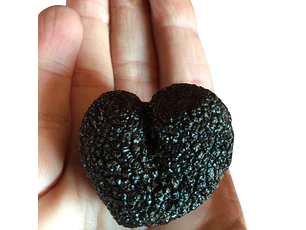  30 gr. Trufa negra Fresca (disponible JUNIO-JULIO-AGOSTO)