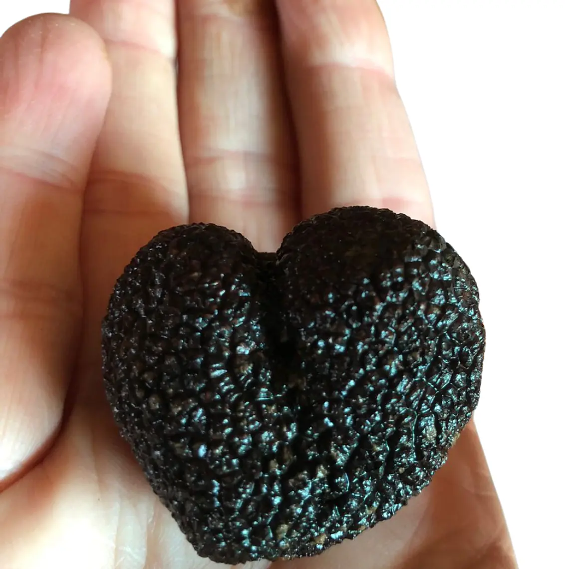  30 gr. Trufa negra Fresca (disponible JUNIO-JULIO-AGOSTO) 1