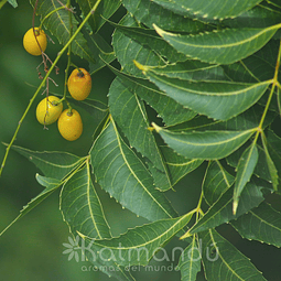 Aceite Neem Orgánico NCh