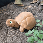 Figura De Tortuga Articulada - Miniatura 7