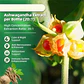 Suplemento Control Cortisol Ashwagandha Radiola Magnesio D3 - Miniatura 4
