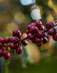 Café Brasil Carmo de Minas Natural 250g - Miniatura 3