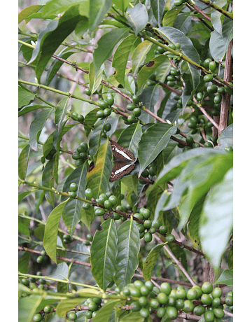 Café Perú Huaynapata Bourbon Lavado - Gregoria Miranda