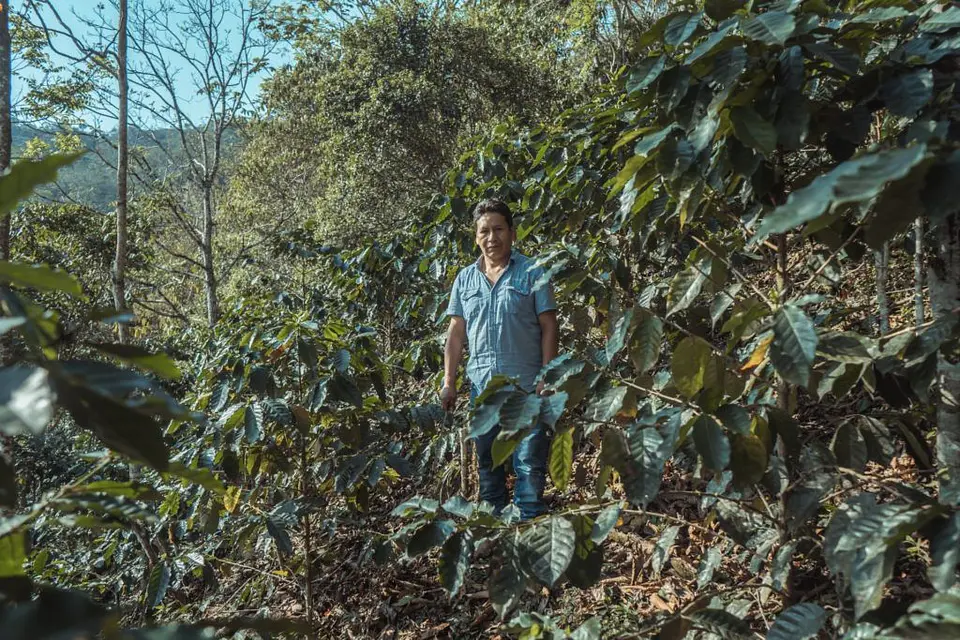 Café Bolivia Caranavi 250g 5