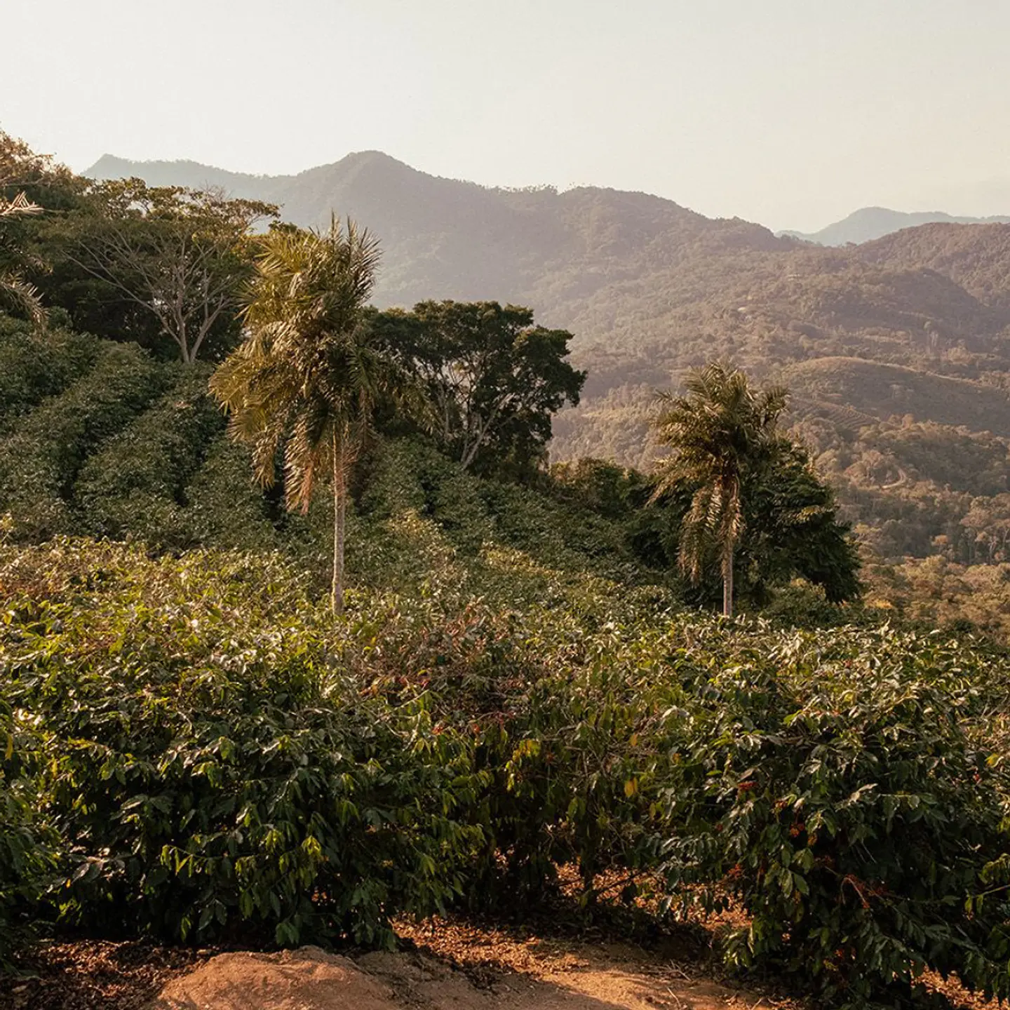 Café Bolivia Java Anoxia - Los Rodríguez 125 gr. 4