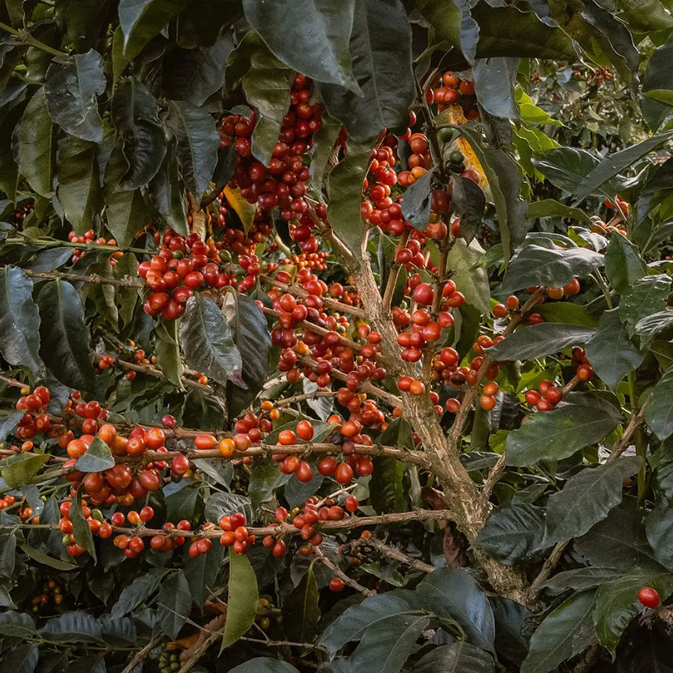 Café Bolivia Java Anoxia - Los Rodríguez 125 gr. 2