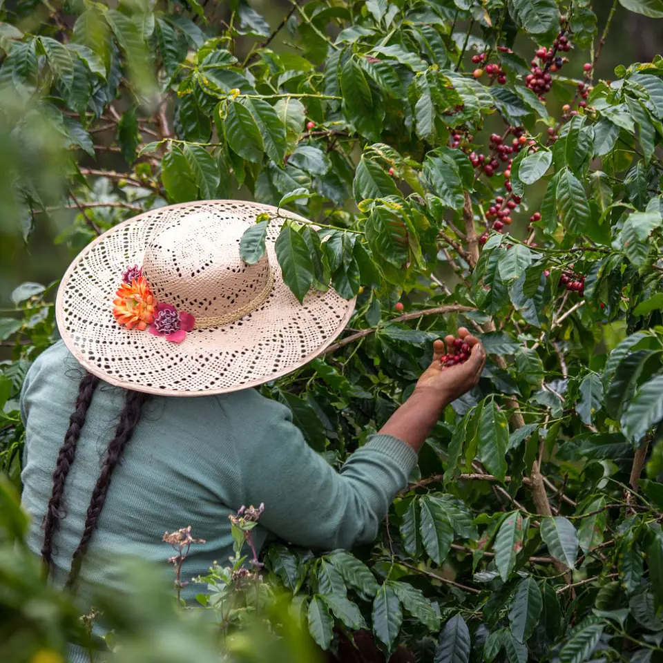 Café Bolivia Java Anoxia - Los Rodríguez 125 gr. 6