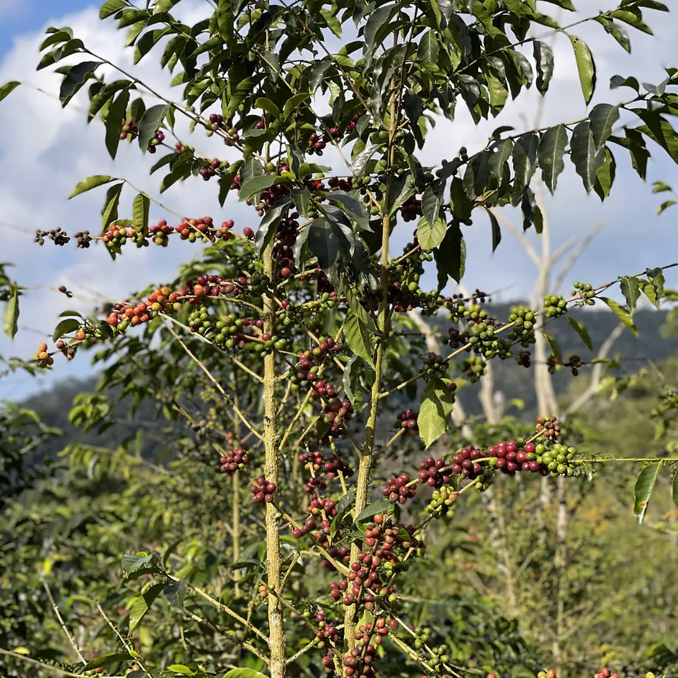Café Bolivia Java Lavado - Guillermo Chuquimia 125 gr. 4