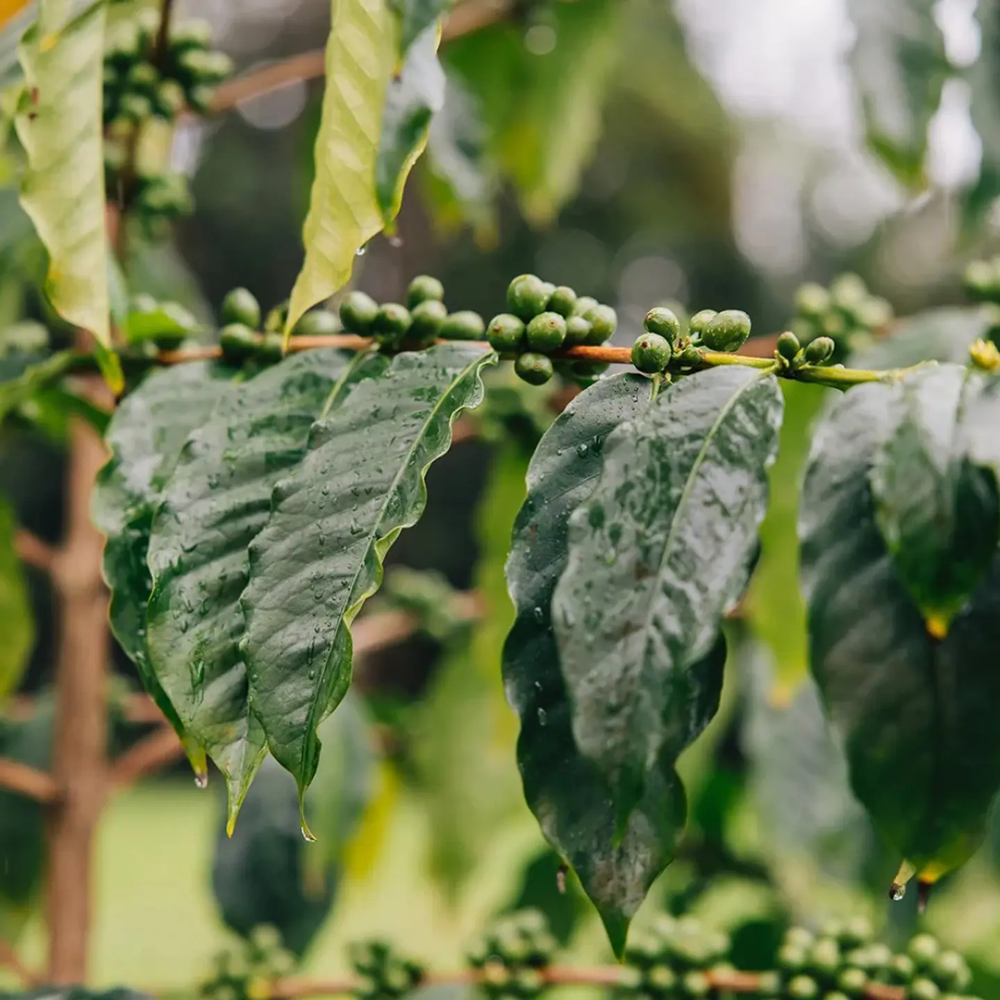 Café Bolivia Pacamara Lavado - Felipe Guarachi 125 gr. 4