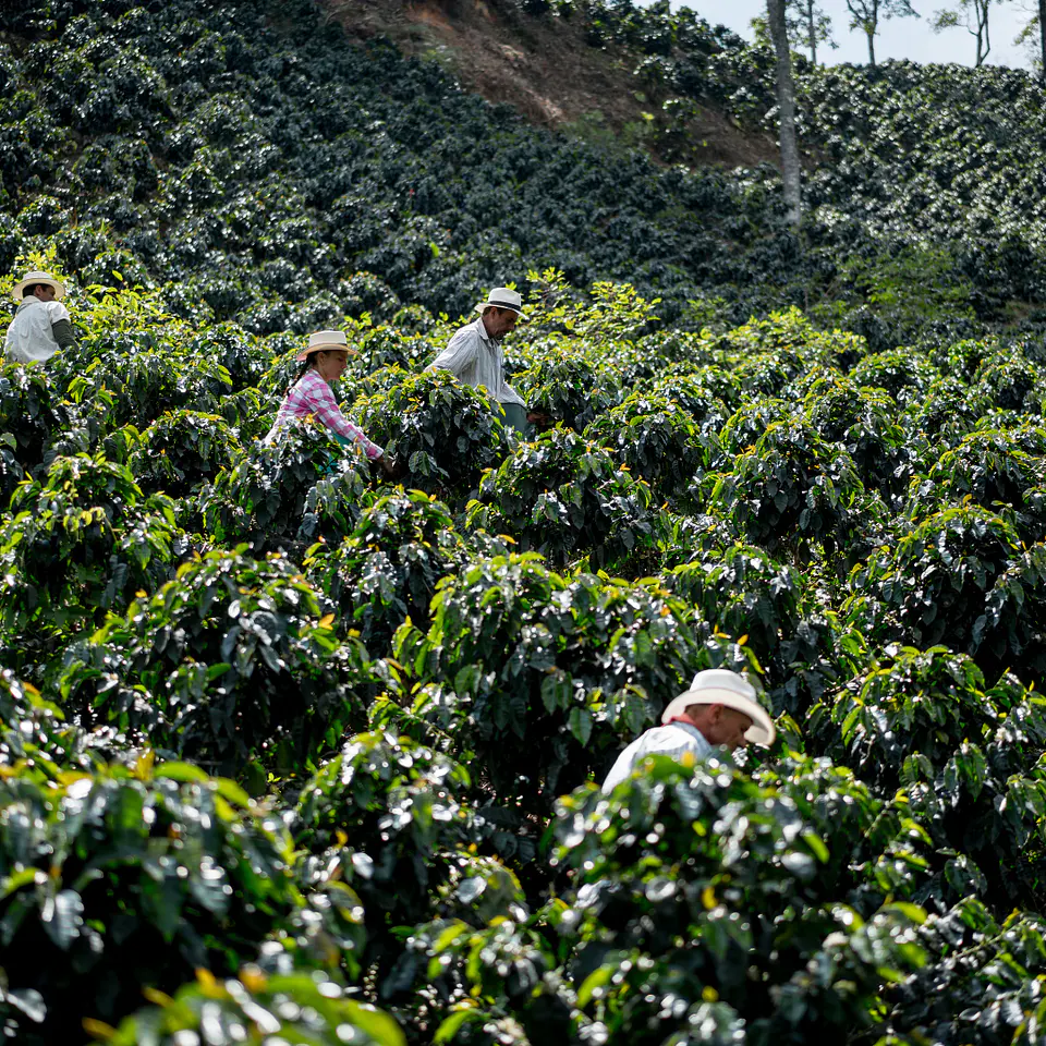 Café Colombia Caldas 250g 3