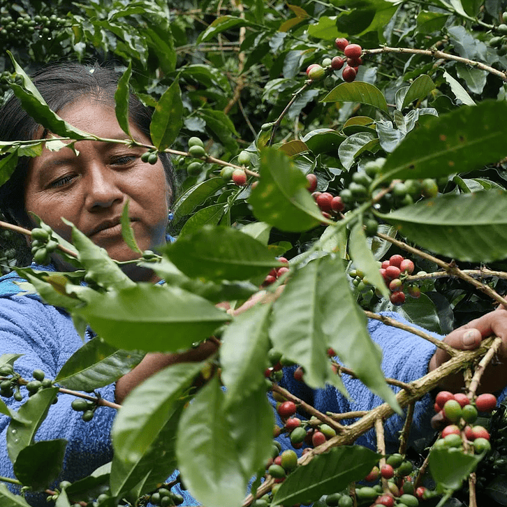 Café Geisha Inca 125 GR. 3