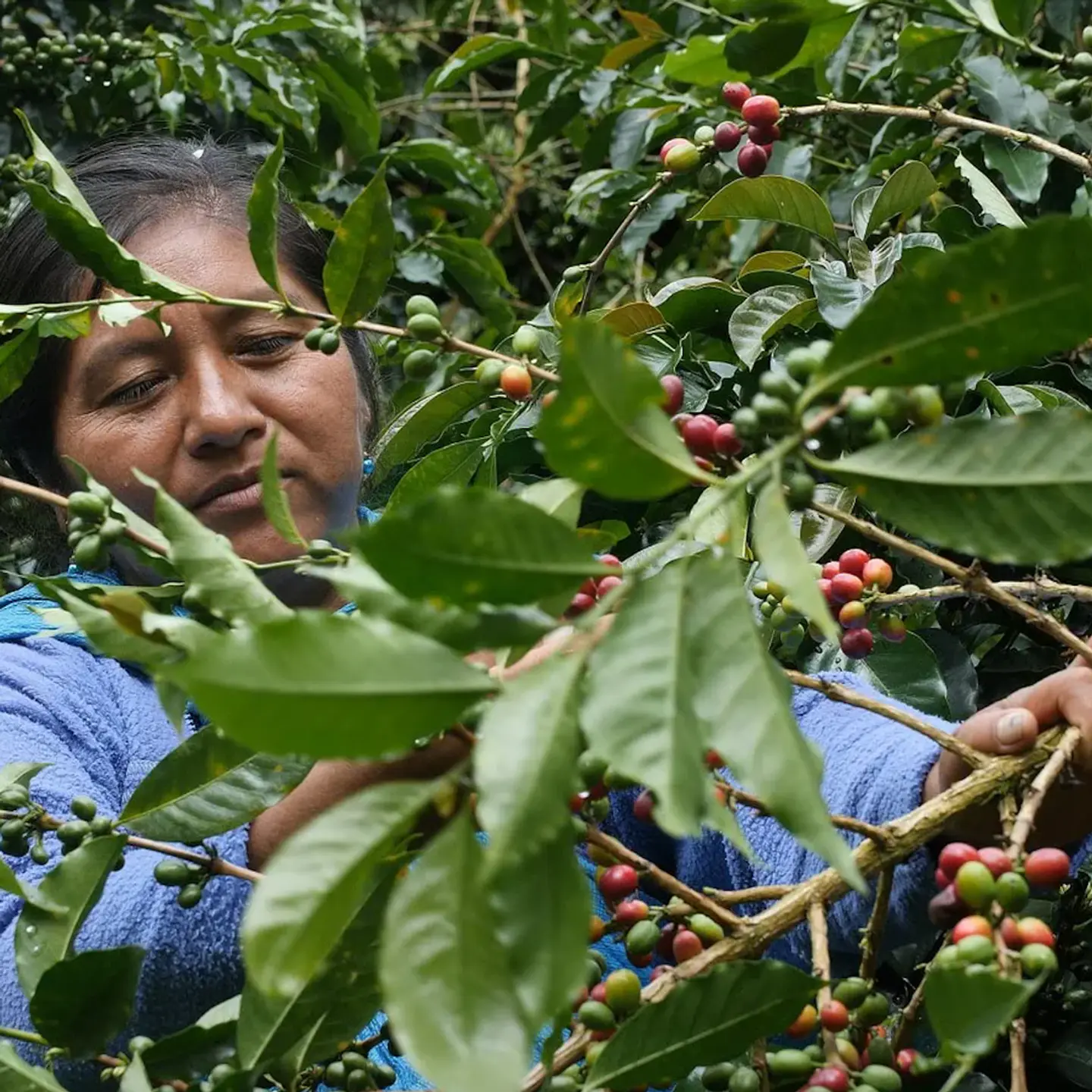 Café Perú Geisha Inca Lavado - 125 gr. 3