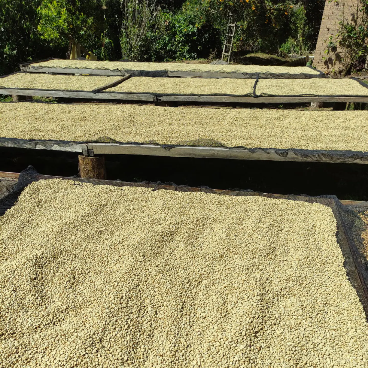 Café Bolivia Caranavi 250g 8