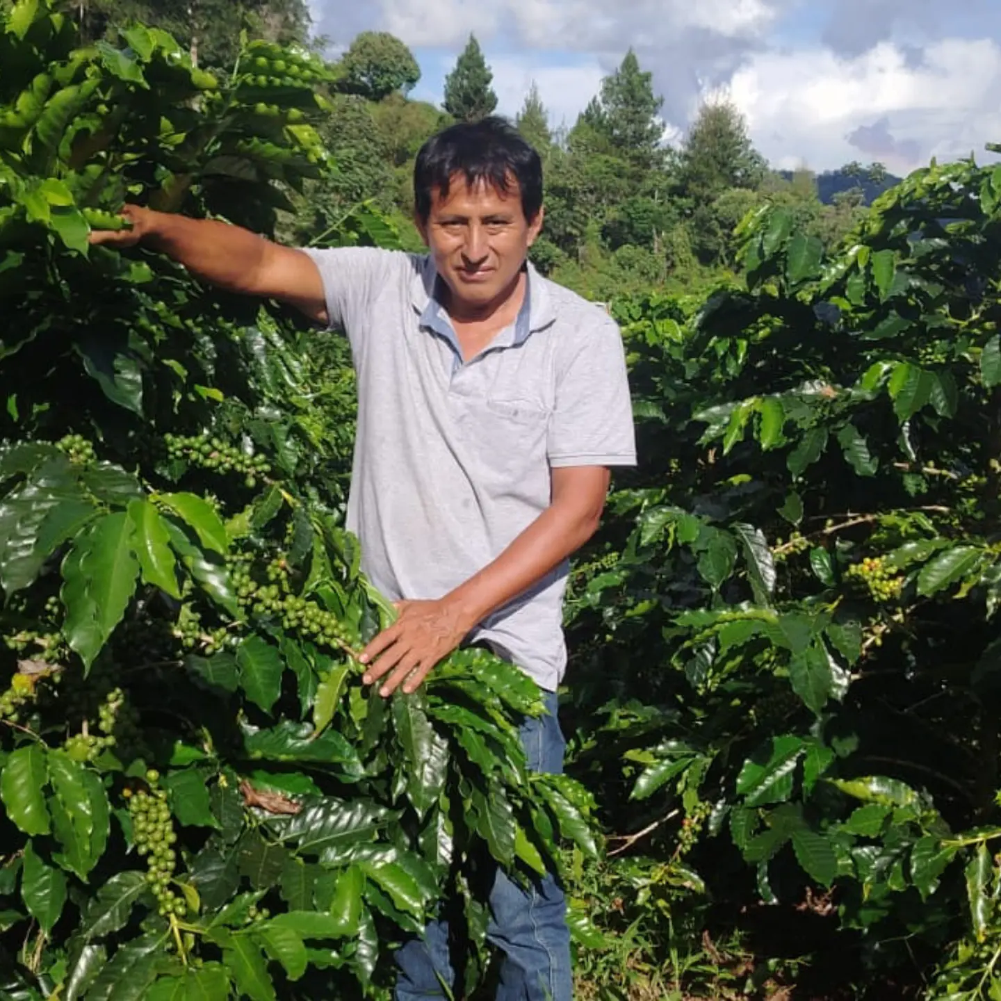Café Perú Pangoa 250g 3