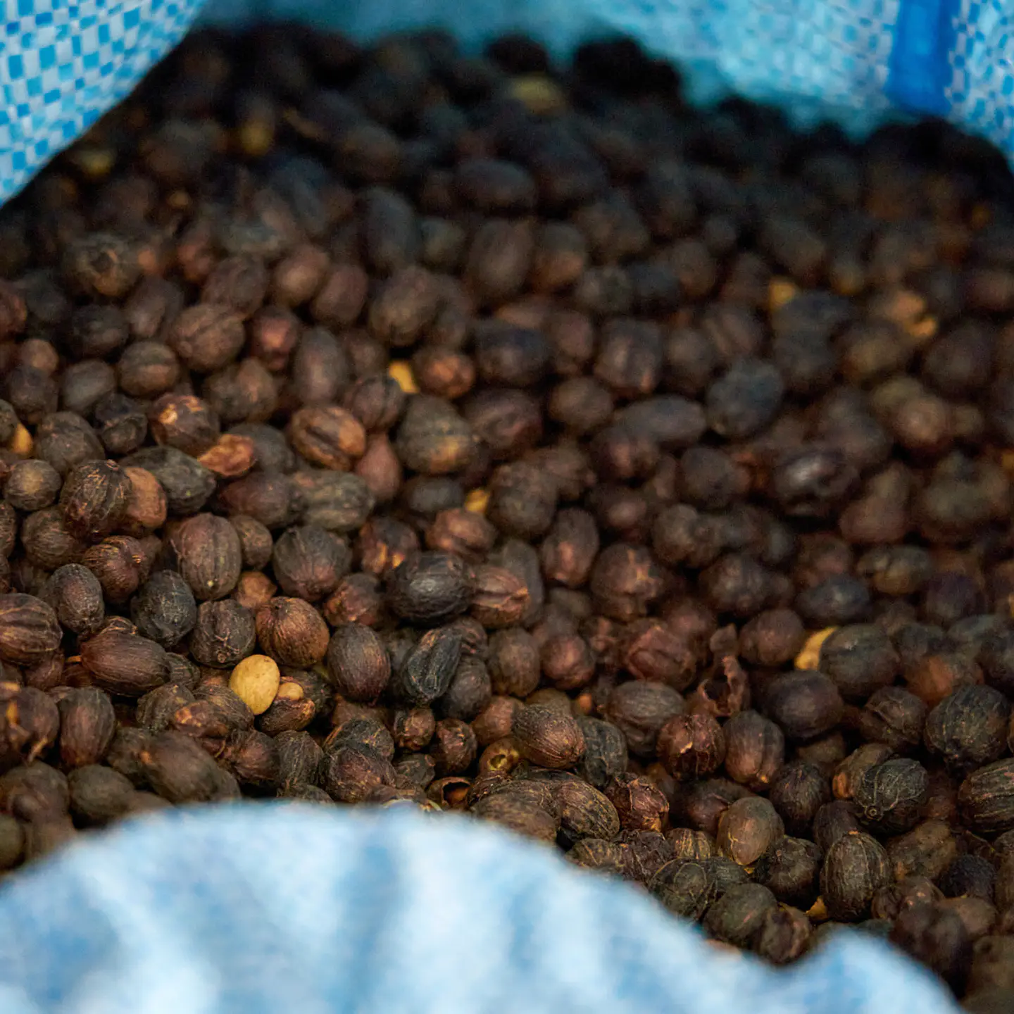 Café Bolivia Catuai Natural - Nicolas Colque 250 gr 4