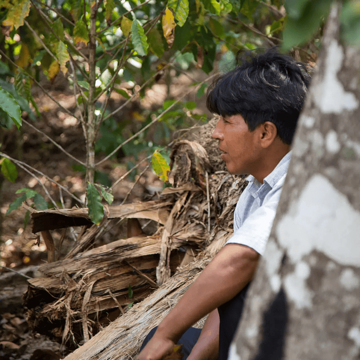 Café Catuai Natural - Nicolas Colque 250 gr 4
