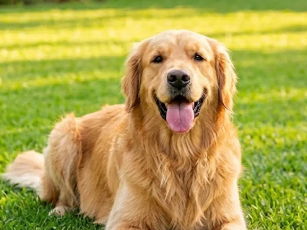 Digestión en perros: cómo lograr heces firmes y reducir el olor