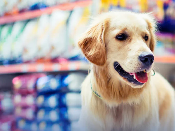 Comida de supermercado vs Súper Premium: ¿cuál conviene?