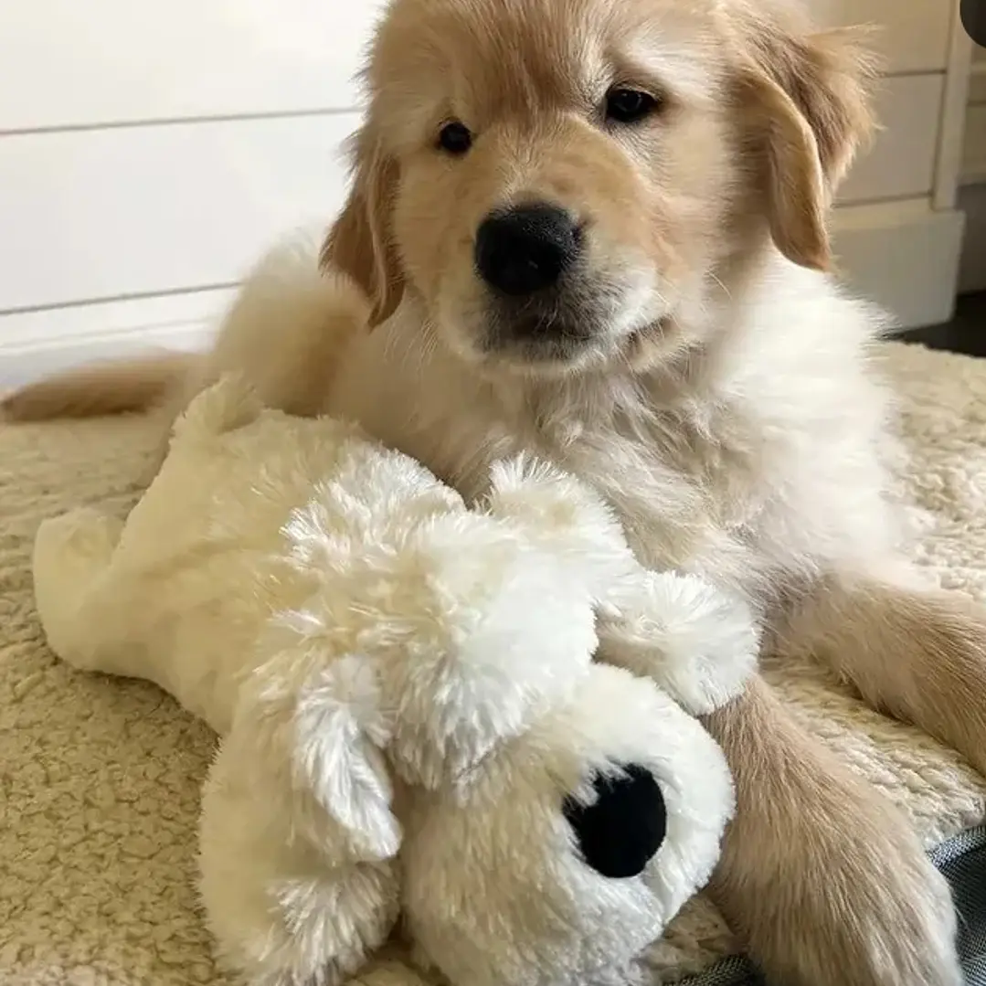 Peluche de apego para perros toy Snuggle Puppy 2