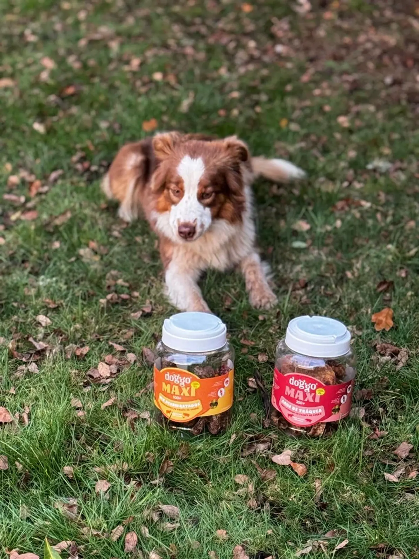 Doggo Bucket Mix de Deshidratados en Crispy de Cerdo 500 g 5