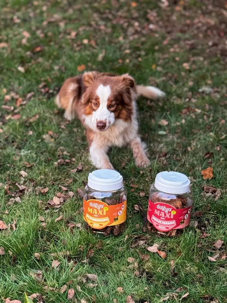 Doggo Bucket Mix de Deshidratados en Crispy de Cerdo 500 g 5