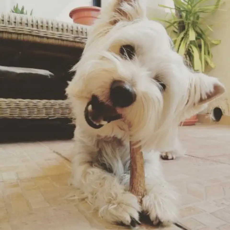 Mordedor de Asta de Ciervo Doggo 7