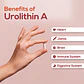 Urolitina A 1000 mg 60 Cápsulas Veganas - Thumbnail 5