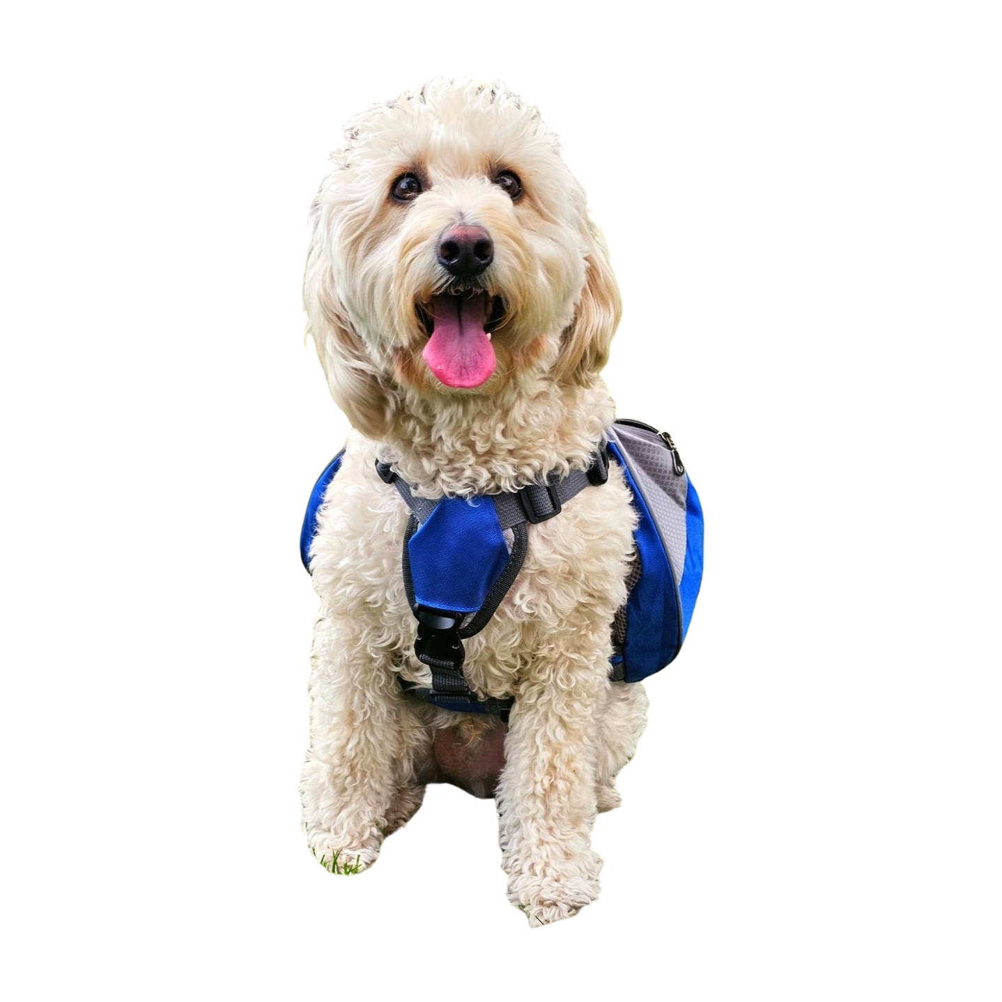 Mochila con Arnés para Perros - Azul, Ideal para Trekking y Aventuras al Aire Libre 4