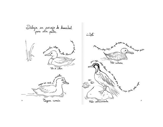 Libro para colorear - Pintapájaros