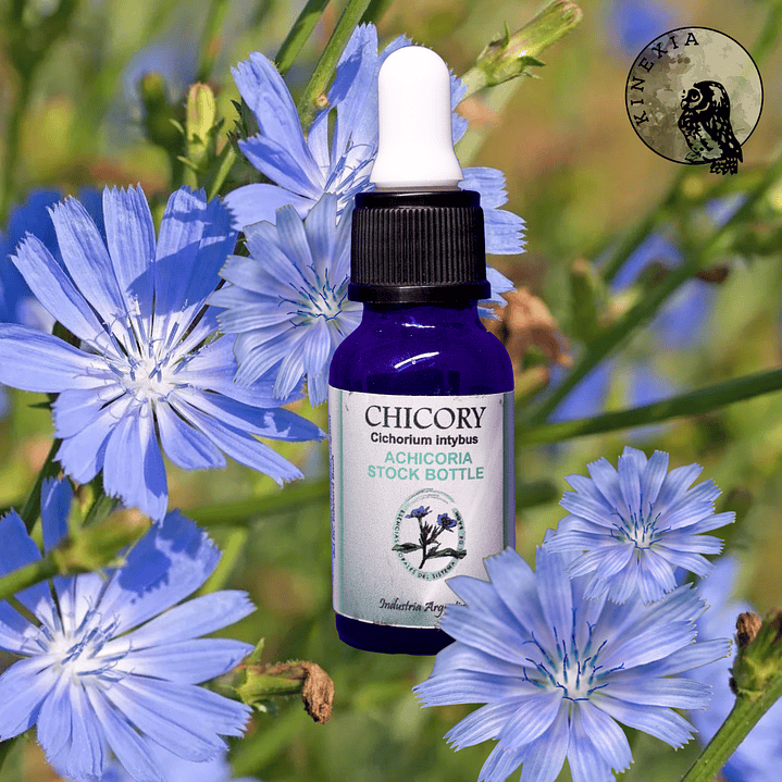 Chicory 15ml