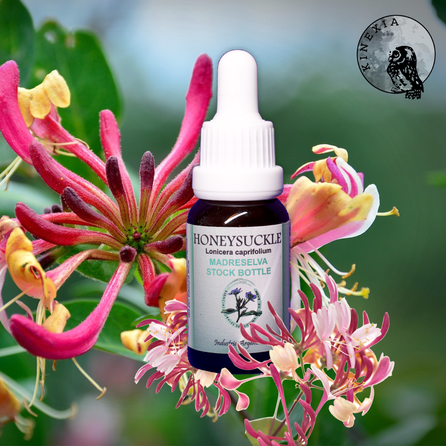 Honeysuckle 15ml